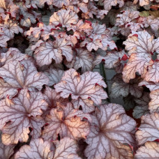 Heuchera 2