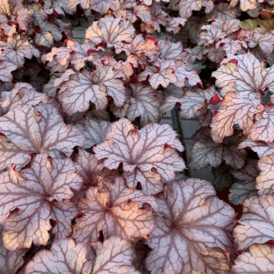 Heuchera 2