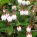 Gaultheria procumbens