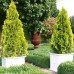 Thuja occidentalis "Golden Smaragd"