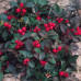 Gaultheria procumbens