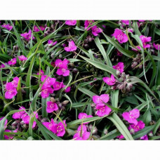 Tradescantia "Concord Grape"