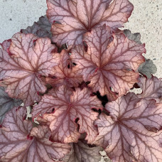 Heuchera 4