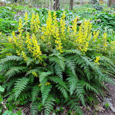 Corydalis cheilanthifolia