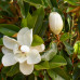 Magnolia "Little Gem"