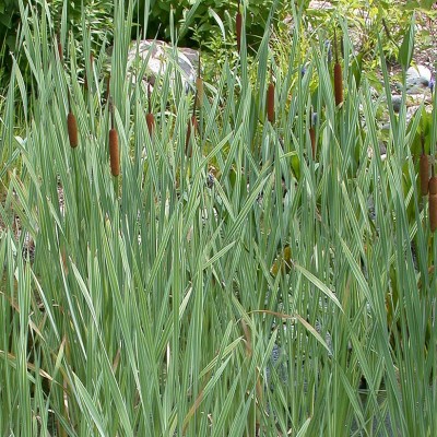 Typha latifolia variegata