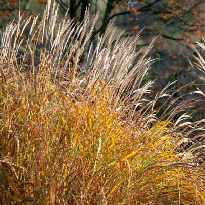 Miscanthus sinensis "Yokushima Dwarf"