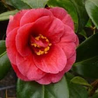 Camellia japonica “Adolphe Audusson”