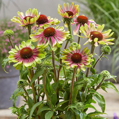 Echinacea "Green Twister"