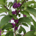 Callicarpa -dichotoma "Issai"