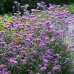 Verbena bonariensis