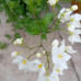 Philadelphus virginal