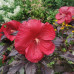 Hibiscus m. "Carousel Red Wine"