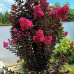  Lagerstroemia “Black Diamond”