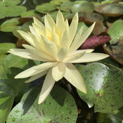 Nymphaea speciosa