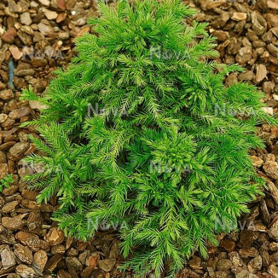 Cryptomeria japonica "Elegans Nana"