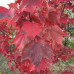 Acer rubrum "October Glory"