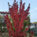 Acer rubrum "October Glory"