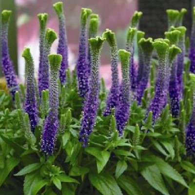 Вероника (Veronica spicata) Christa