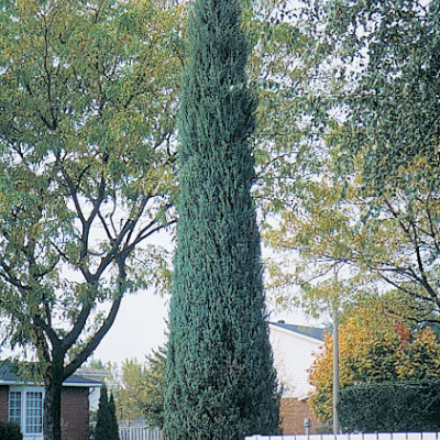 Juniperus "Skyrocket"