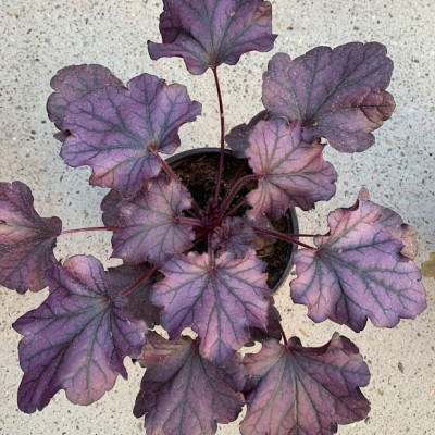 Heuchera 3