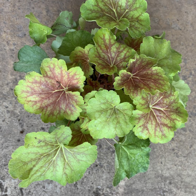 Heuchera 8