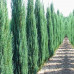 Juniperus "Skyrocket"