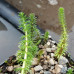 Myriophyllum aquaticum