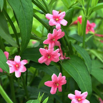 Jasminum beesianum