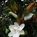 Magnolia "Little Gem"