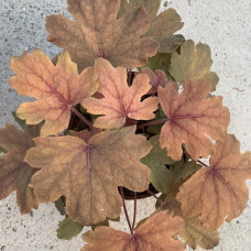 Heuchera 1