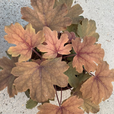 Heuchera 1