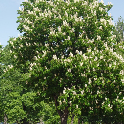 Castanea sativa