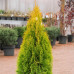 Thuja occidentalis "Golden Smaragd"