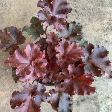 Heuchera 7