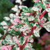 Berberis "Natasha"