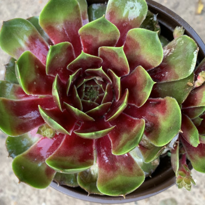 Sempervivum 48