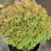 Thuja "Teddy Gold"