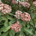 Viburnum tinus