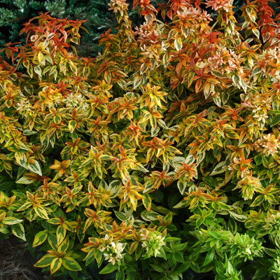 Abelia grandiflora variegata