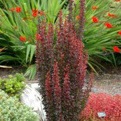 Berberis thunbergi "Red Rocket"