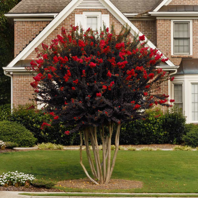  Lagerstroemia “Black Diamond”