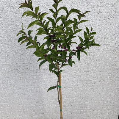 Callicarpa -dichotoma "Issai"