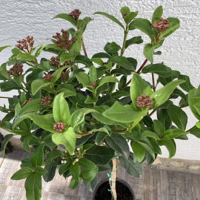 Viburnum tinus na stapu od 70 cm.