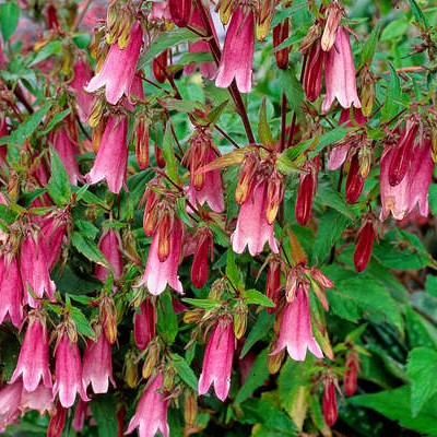 CAMPANULA PUNCTATA „RUBRA“