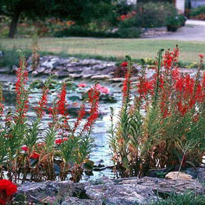 Lobelija cardinalis