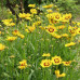 Coreopsis lanceolata “Sterntaler”