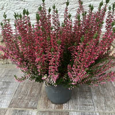 Calluna