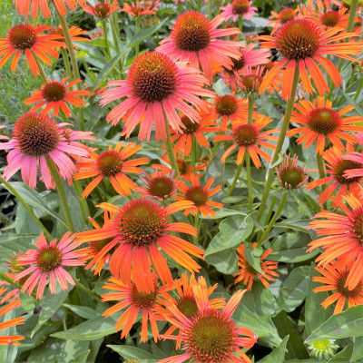 Echinacea "Orange Skipper"