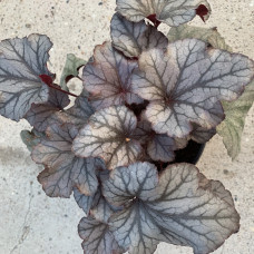 Heuchera 6